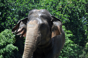Fototapeta premium Sumatra elephant in wildlife green background outdoor