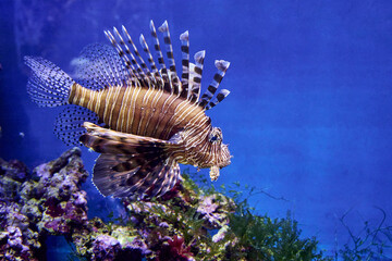 Zebra lionfish or zebra fish or striped lionfish lat. Pterois volitans is a species of ray-finned fish of the scorpion family in an aquarium on a blue background