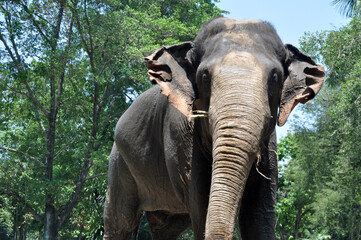 Sumatra elephant in wildlife green background outdoor