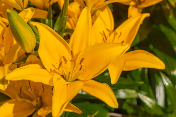 Yellow lilies. The flower of a yellow lily growing in a summer garden.