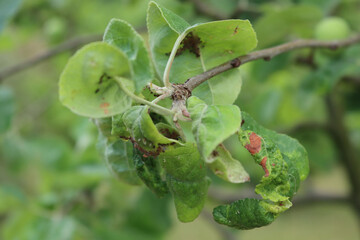 Green aphids infestation on green apple leaves in the orchard on springtime