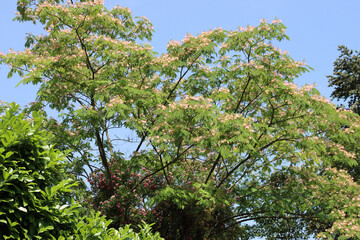  Persian silk tree flowers also called pink silk tree.near Cherry laurel hedge.  Albizia...