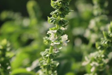 White flowers of Basil plant in a vegetable garden on a sunny day. Ocimum basilicum 
