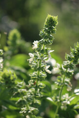 Fototapeta premium White flowers of Basil plant in a vegetable garden on a sunny day. Ocimum basilicum 