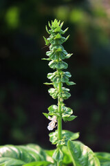 White flowers of Basil plant in a vegetable garden on a sunny day. Ocimum basilicum 