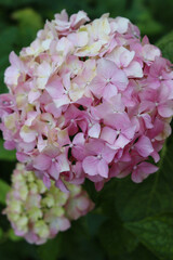 Close-up of pink and white hydrangea flower on bush in the garden. Hydrangea macrophyla on summer