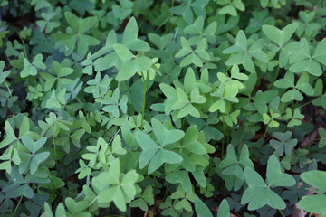 Oxalis acetosella latifolia plant  in the garden. Oxalis latifolia on summer