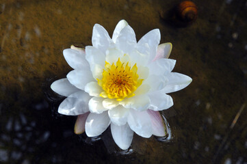 blossoming white water lilly