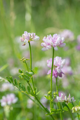 Inflorescence of purple crownvwtch (Securigera varia).
