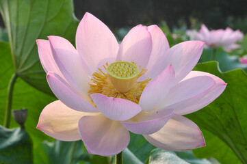 Blossoming lotus flowers