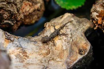 This lizard named Latin (Mediodactylus heterocercum) lives in the Southeastern region of Turkey. It feeds on insects at night. This dotograph was taken in a 700-year-old tree hollow in Diyarbakir.