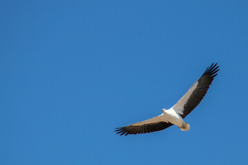 White-bellied Sea Eagle