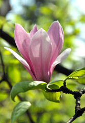 pink magnolia flowers