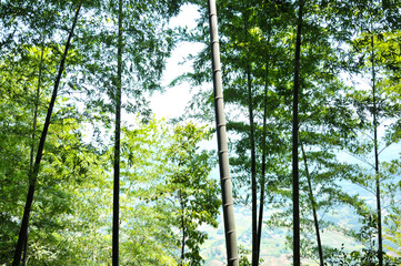 bamboo forest