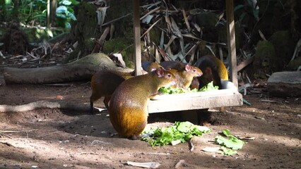 Family of various agouti eating lettuce from wooden container in jungle environment zoo enclosure