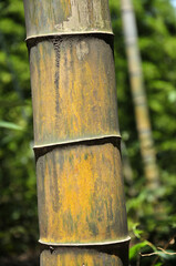 Naklejka premium bamboo forest