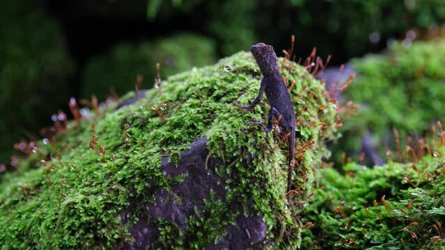 Hanging on the side of a rock covered with moss, Brown Pricklenape Acanthosaura lepidogaster, Khao Yai National Park.
