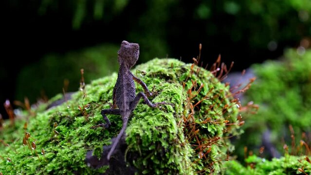 A zoom out as seen from its back while resting on a mound of healthy moss patch, Brown Pricklenape Acanthosaura lepidogaster, Khao Yai National Park.