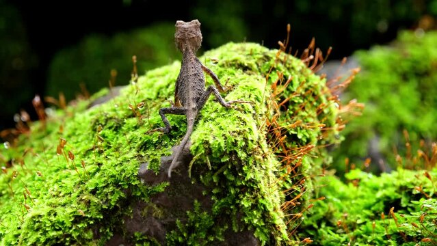 Seen jumping from the right towards the left on top of a rock covered with moss, Brown Pricklenape Acanthosaura lepidogaster, Khao Yai National Park.