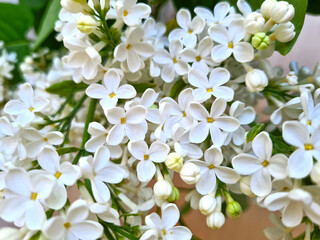 Close-up of white lilac flowers.