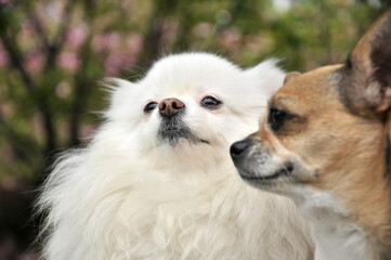 close up of a dogs