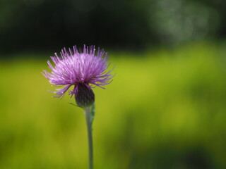 初夏の日ざしをたっぷり浴びるノアザミ