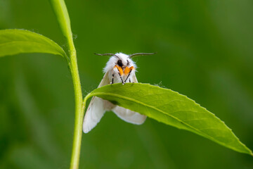 An American white moth lives in the wild, North China
