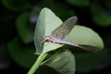 A mayfly lives in the wild, North China