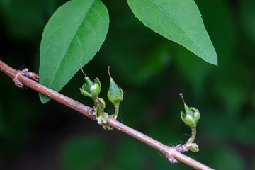 The seed of Forsythia suspensa, a medicinal plant in North China