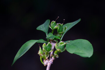 The seed of Forsythia suspensa, a medicinal plant in North China
