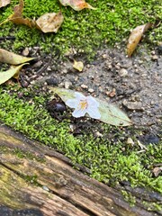 葉っぱの上に桜が