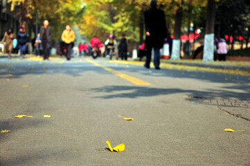 Fototapeta premium autumn ginkgo tree in the city
