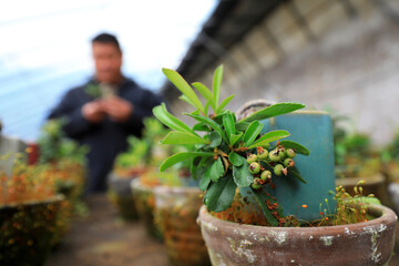 A gardener is pruning the bonsai of Pyracantha in a nursery, North China