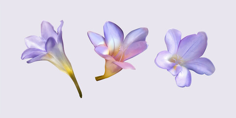 Obraz na płótnie Canvas Purple freesia flower bud drawings