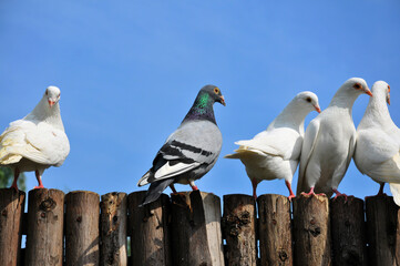 white dove on blue sky