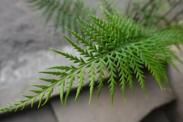 Pteridium aquilinum also known as eagle fern, is a species of fern occurring in temperate and...