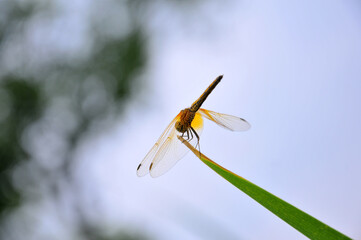 dragonfly resting on a leaf