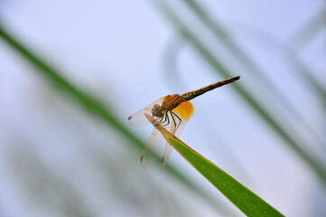 dragonfly on a leaf