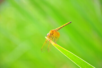 dragonfly on a leaf