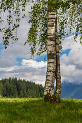 Fototapeta premium Lonely birch on the green hill. Summer sunny day. Beautiful tree in the park.