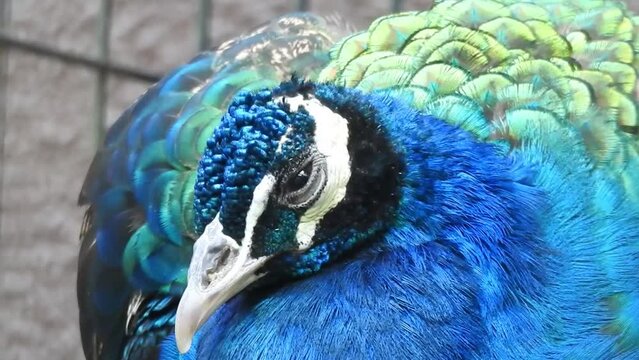 羽が美しいクジャクは社会性があり、基本的に群れを作って生活します。