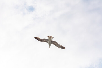 Three seagulls are flying in the sky
