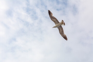 Three seagulls are flying in the sky