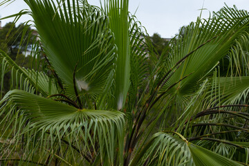 Blooming palm tree in the botanical garden