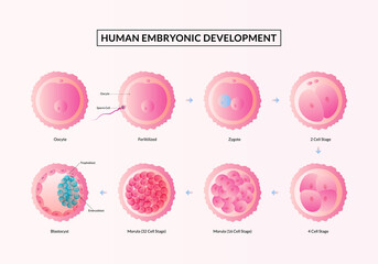 The First week of Pregnancy, Stages of human embryonic development from ovulation to implantation. - obrazy, fototapety, plakaty