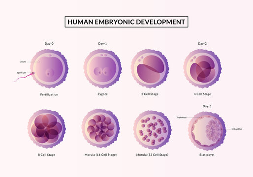 Stages of human embryonic development.from ovulation to implantation. Fetal development