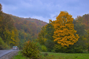 Zakarpattia Oblast, Ukraine: Autumn mountain landscape - yellowed and reddened autumn trees combined with green needles on the side of a small road.
