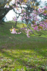 桜の花が降ってくる