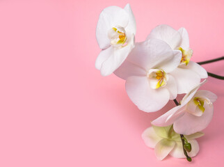 Fototapeta na wymiar A branch of white orchids lies on a pink background 