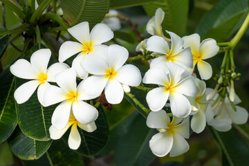 Obraz na płótnie Canvas White Frangipani flower Plumeria alba with green leaves